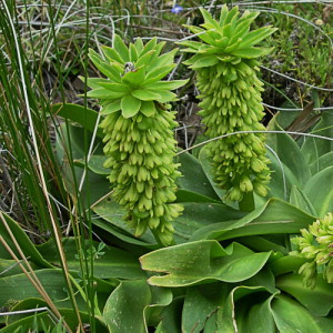 Eucomis autumnalis, the pineapple lily.