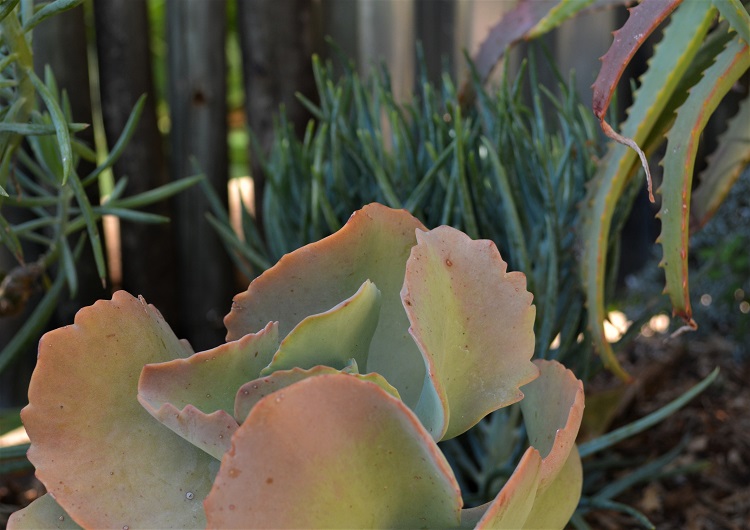 Landscaping using water wise plants