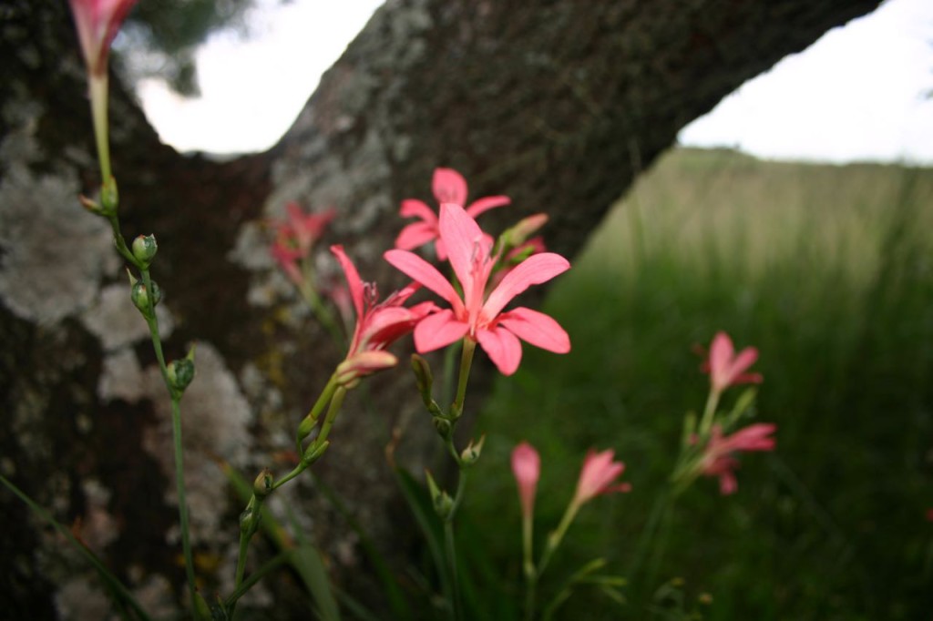 Freesia grandiflora in flower.