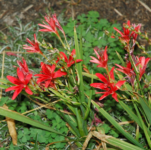 Freesia grandiflora