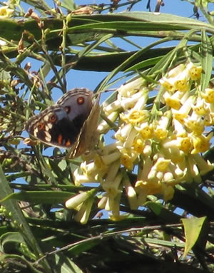 Freylinia lanceolata - indigenous trees South Africa