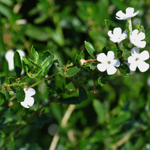 Freylinia tropica