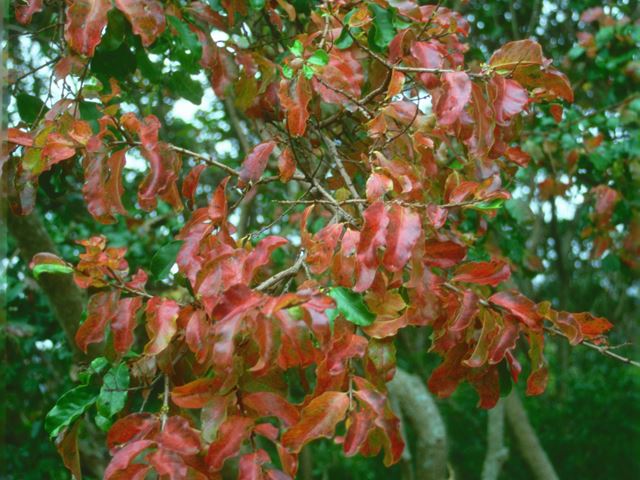 Galpinia transvaalica - indigenous trees South Africa