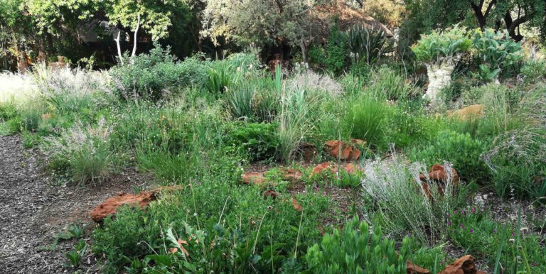 Garden in Summer