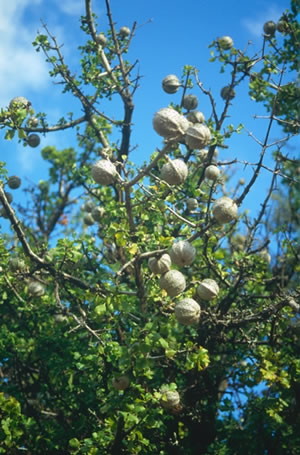 Gardenia volkensii - indigenous trees South Africa