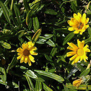 Gazania krebsiana