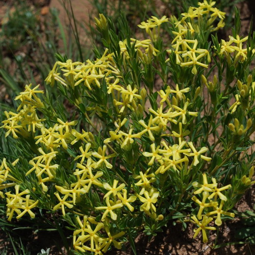 Gnidia caffra (Curry bush)