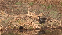 Moorhens feeding babies