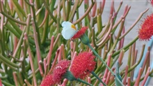 Butterfly on Kleinia fulgens at Random Harvest Nursery