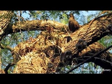 Hamerkop nest building