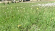 Themeda trianda in the wind