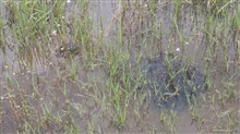 Bullfrog and Babies at the Dam