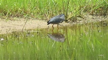 Green Heron Fishing