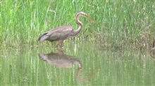 Purple Heron fishing