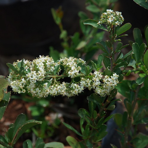 Gymnosporia buxifolia