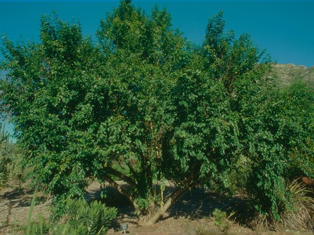 Halleria lucida - indigenous trees South Africa