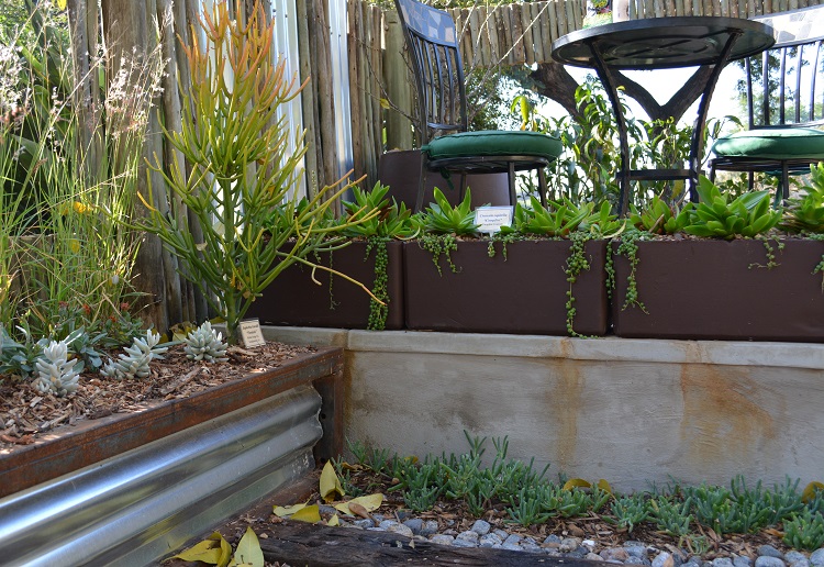 Garden designs and landscaping using succulents and indigenous plants 