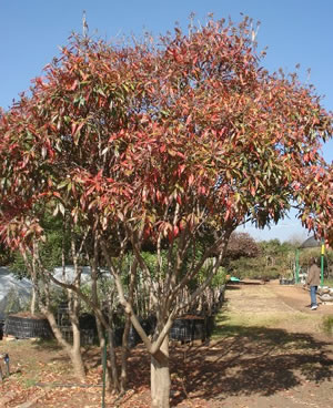 Heteropyxis canescens - indigenous plant nursery