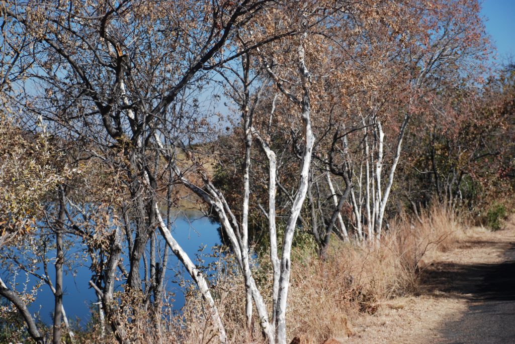 Heteropyxis natalensis (Lavender tree)