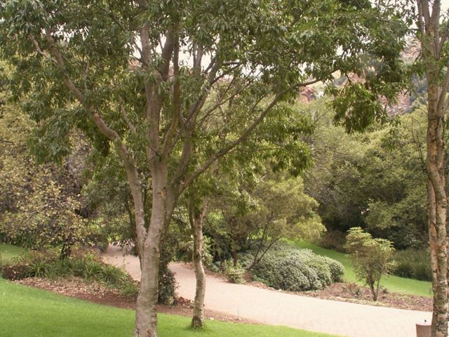 Heteropyxis natalensis - indigenous trees South Africa