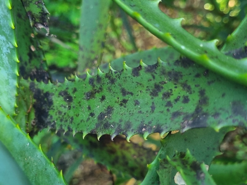how to treat black spot infection on aloe