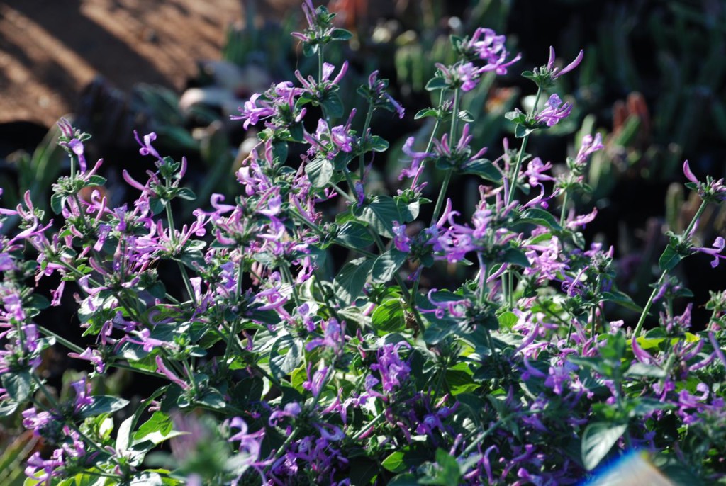 Hypoestis aristata in flower.