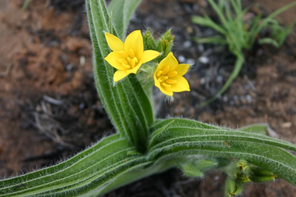 Hypoxis hemerocallidea