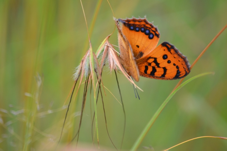 Plants for Wildlife