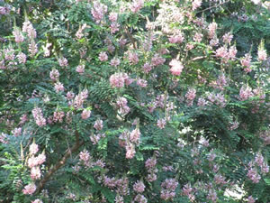 Indigofera frutescens - indigenous plant nursery