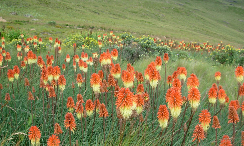 Kniphofia caulescens in flower.