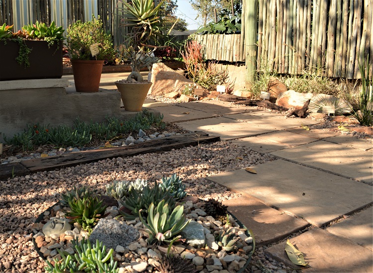 Landscaping ideas using arid/desert plants