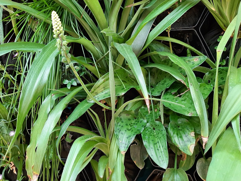 Vertical gardens