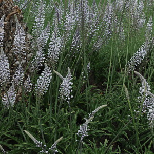 Merwilla plumbea, the blue squill.