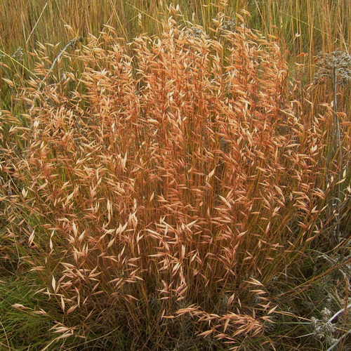Monocymbium ceresiiforme (Boat grass)