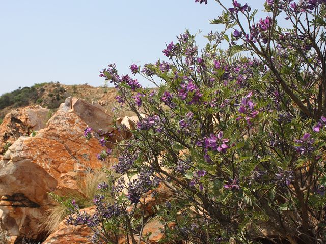 Mundulea sericea - indigenous trees South Africa