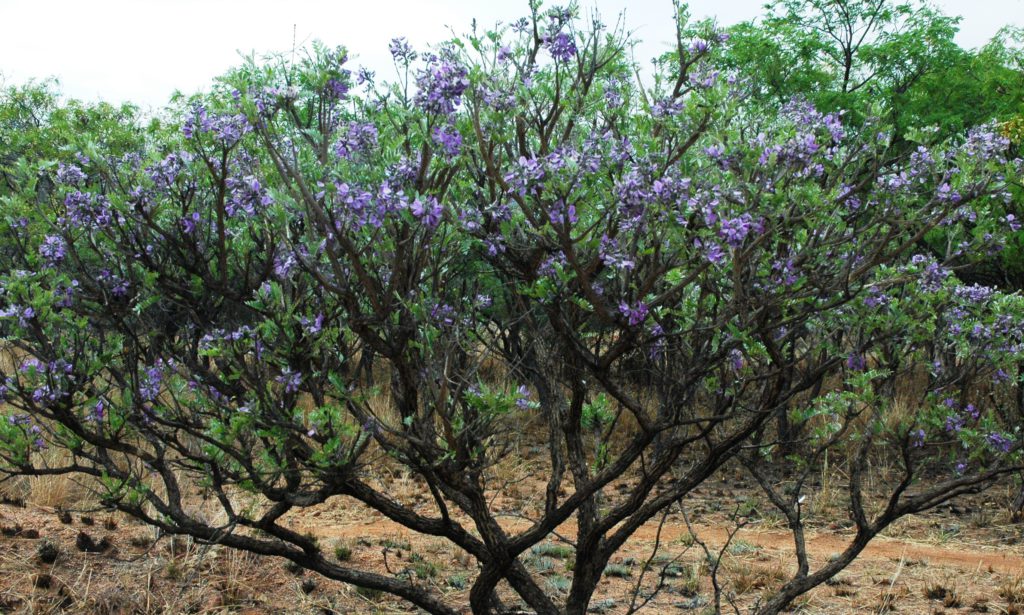 Mundulea sericea (Corkbush)