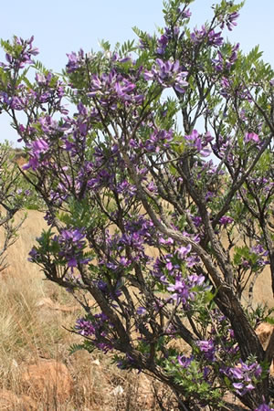 Mundulea sericea - indigeous plant nursery