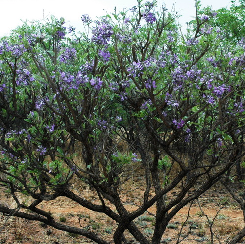 Mundulea sericea