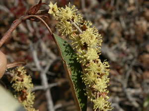 Croton gratissimus - Indigenous Plant Nursery