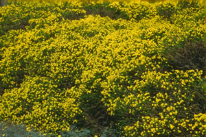 Honey Euryops - Indigenous Plant Nursery