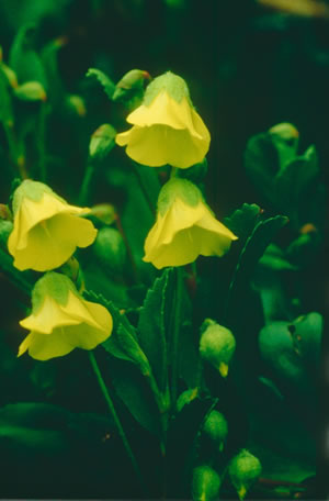 Hermannia saccifera - Indigenous Plant Nursery