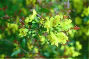 Ochna serrulata - Indigenous plant nursery