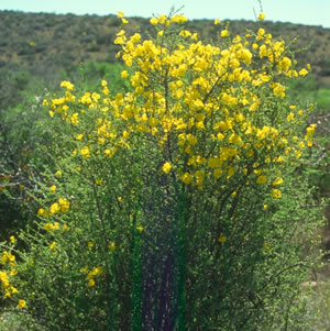 Rhigozum Obovatum - Indigenous Plant Nursery