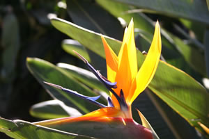 Strelitzia reginae - Indigenous Plant Nursery