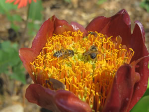 Indigenous Plant Nursery