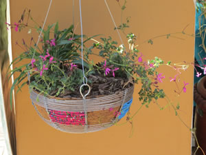 Wire hanging basket - Indigenous Plant Nursery