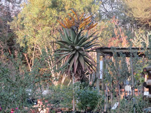 Aloe Marlothii