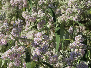 Buddleja salvifolia