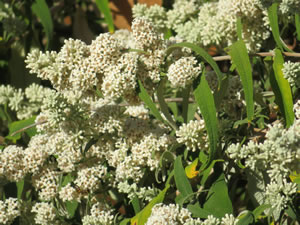 Buddleja salvifolia