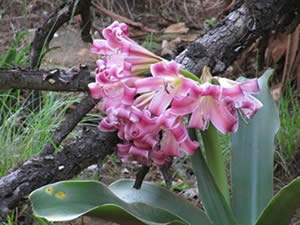 plant nursery Johannesburg